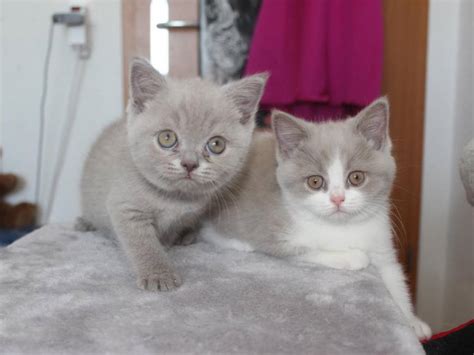 levage british shorthair metz|Chatterie de Nuithonie, élevage de British shorthair et。